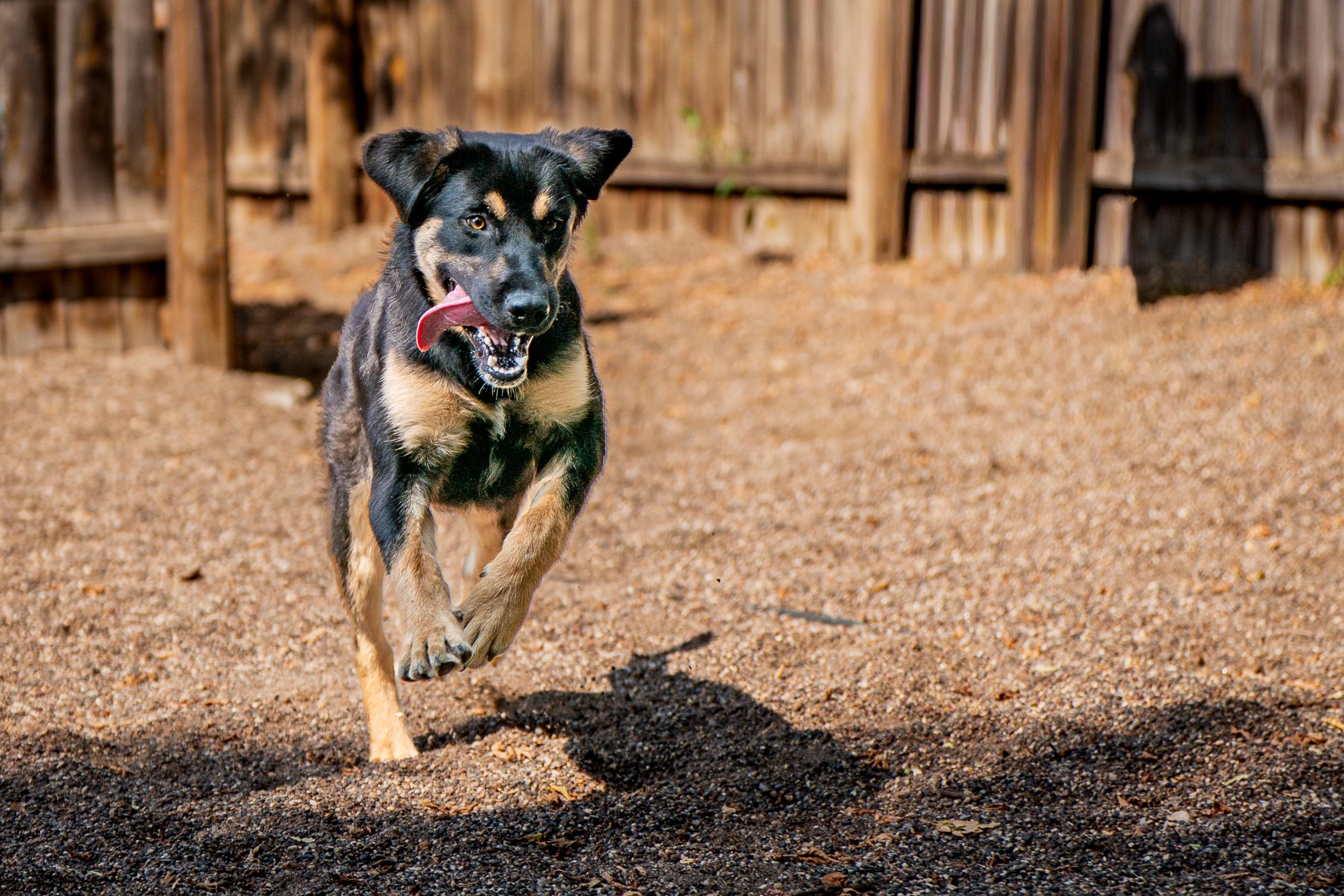 Ranger, a ADOPTABLE mixed breed in Red Wing, MN image 5/5