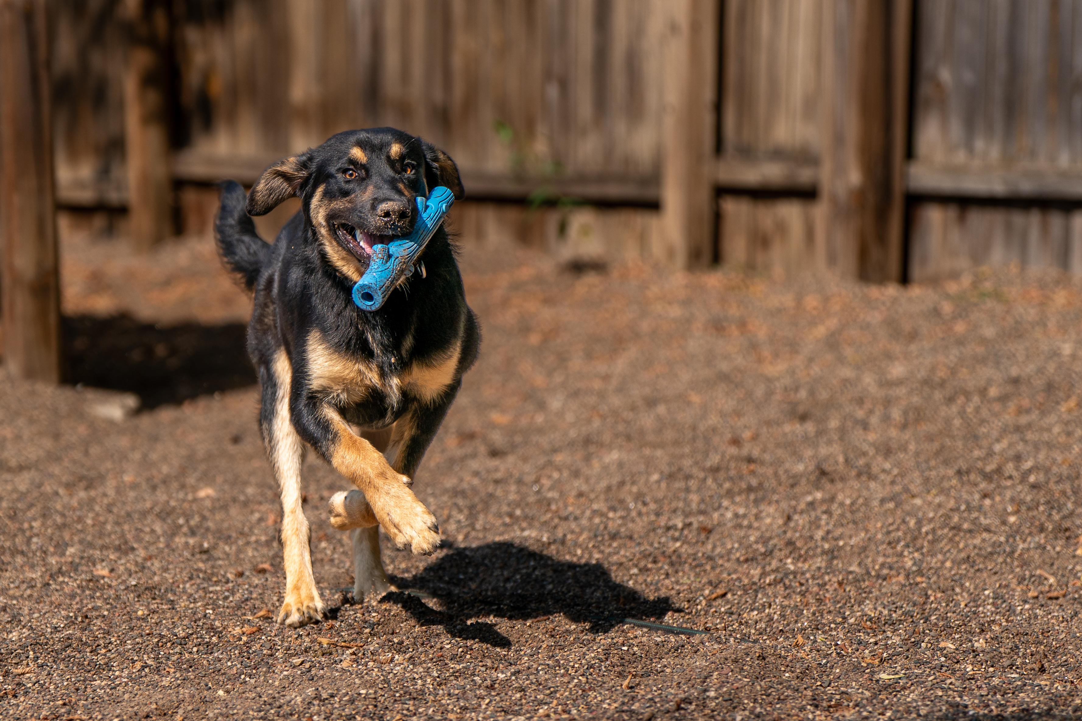 Ranger, a ADOPTABLE mixed breed in Red Wing, MN image 3/5