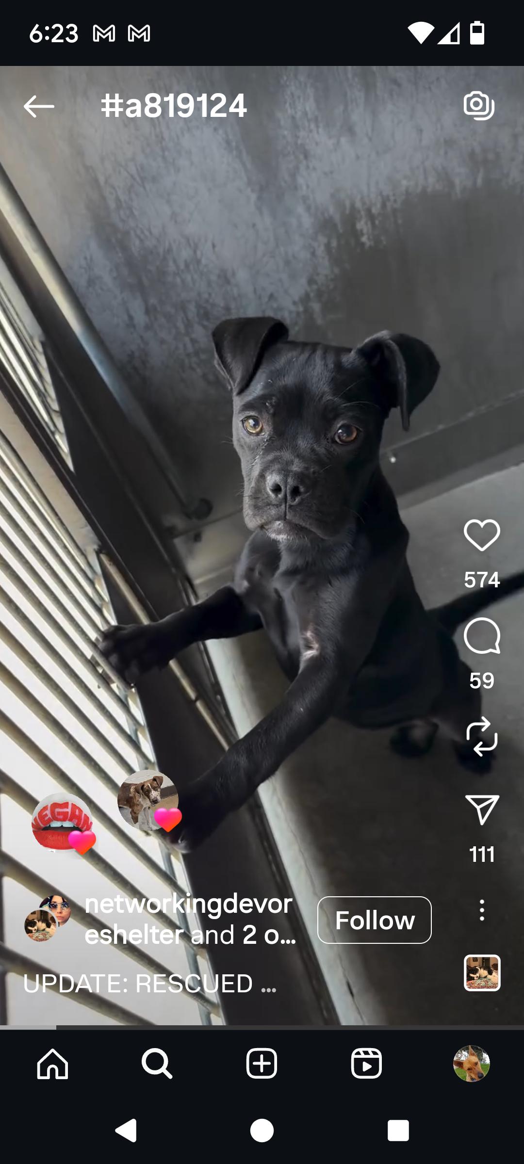 Enlarge Lisa, a Adoptable mixed breed in Seattle, WA image 5/6