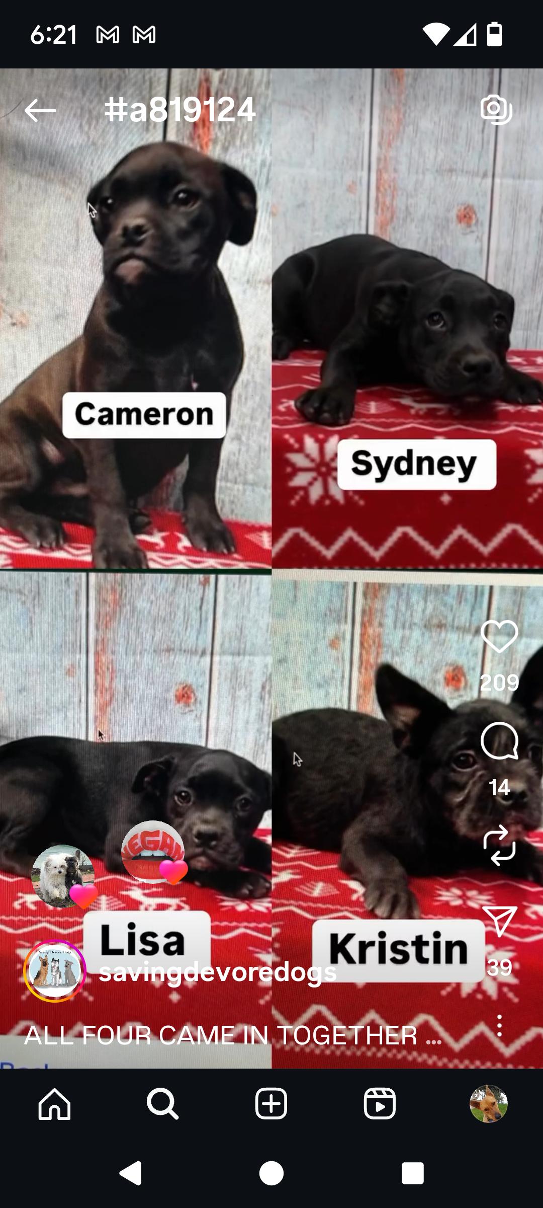 Enlarge Lisa, a Adoptable mixed breed in Seattle, WA image 6/6