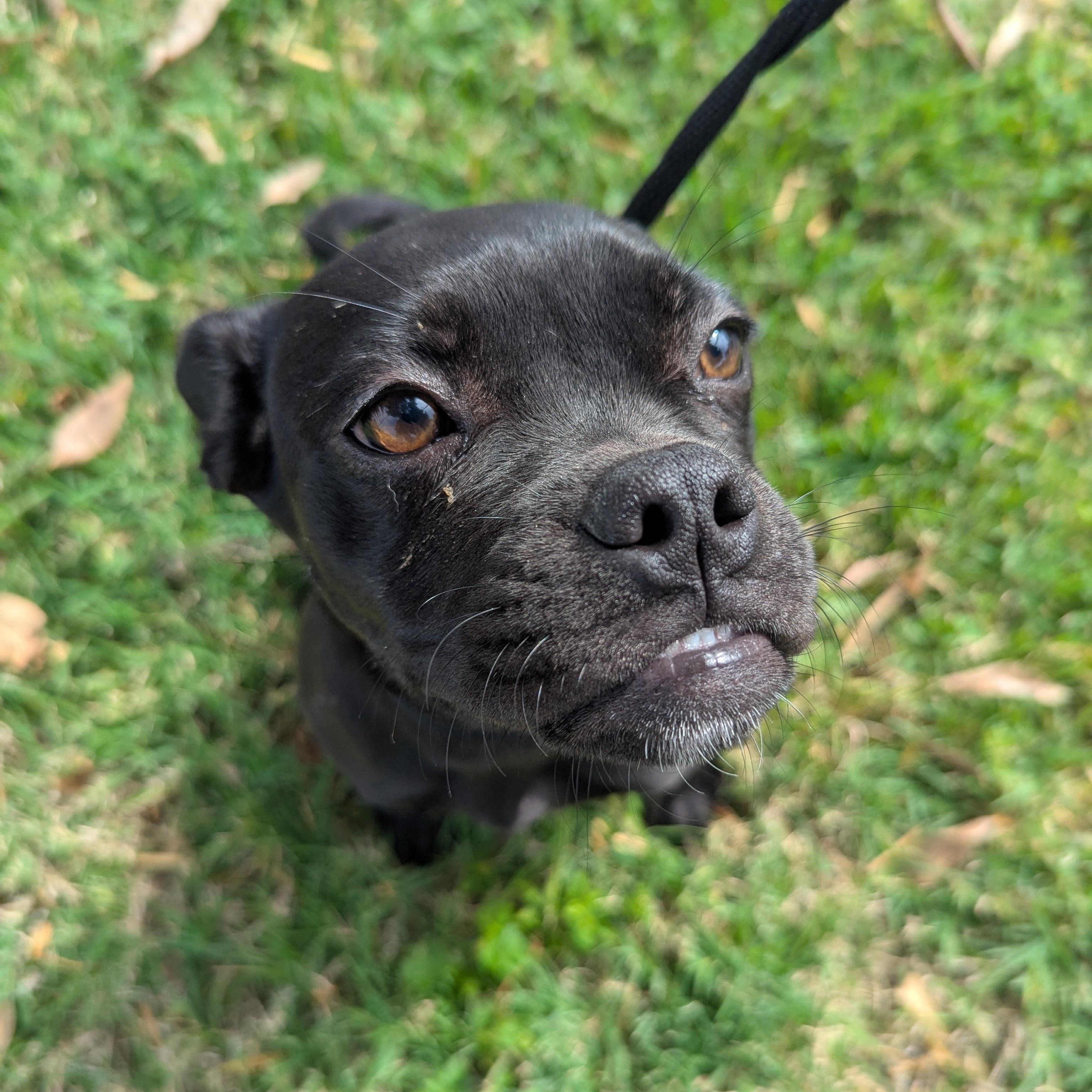 Enlarge Lisa, a Adoptable mixed breed in Seattle, WA image 3/6