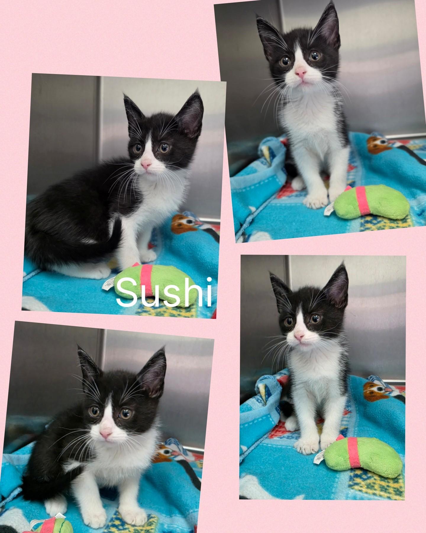 Sushi, an adopted mixed breed in Universal City, TX image 2/2