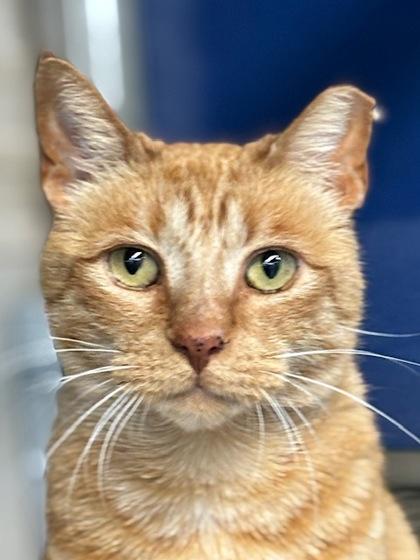 Enlarge Meelo, a Adoptable mixed breed in Fort Worth, TX image 1/3