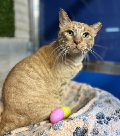 Enlarge Meelo, a Adoptable mixed breed in Fort Worth, TX image 2/3