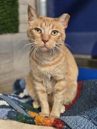 Enlarge Meelo, a Adoptable mixed breed in Fort Worth, TX image 2/3