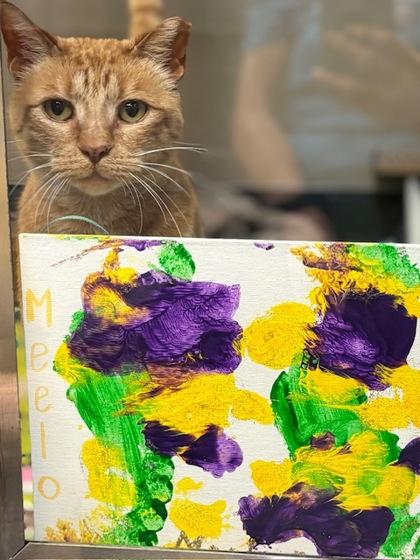 Enlarge Meelo, a Adoptable mixed breed in Fort Worth, TX image 3/3