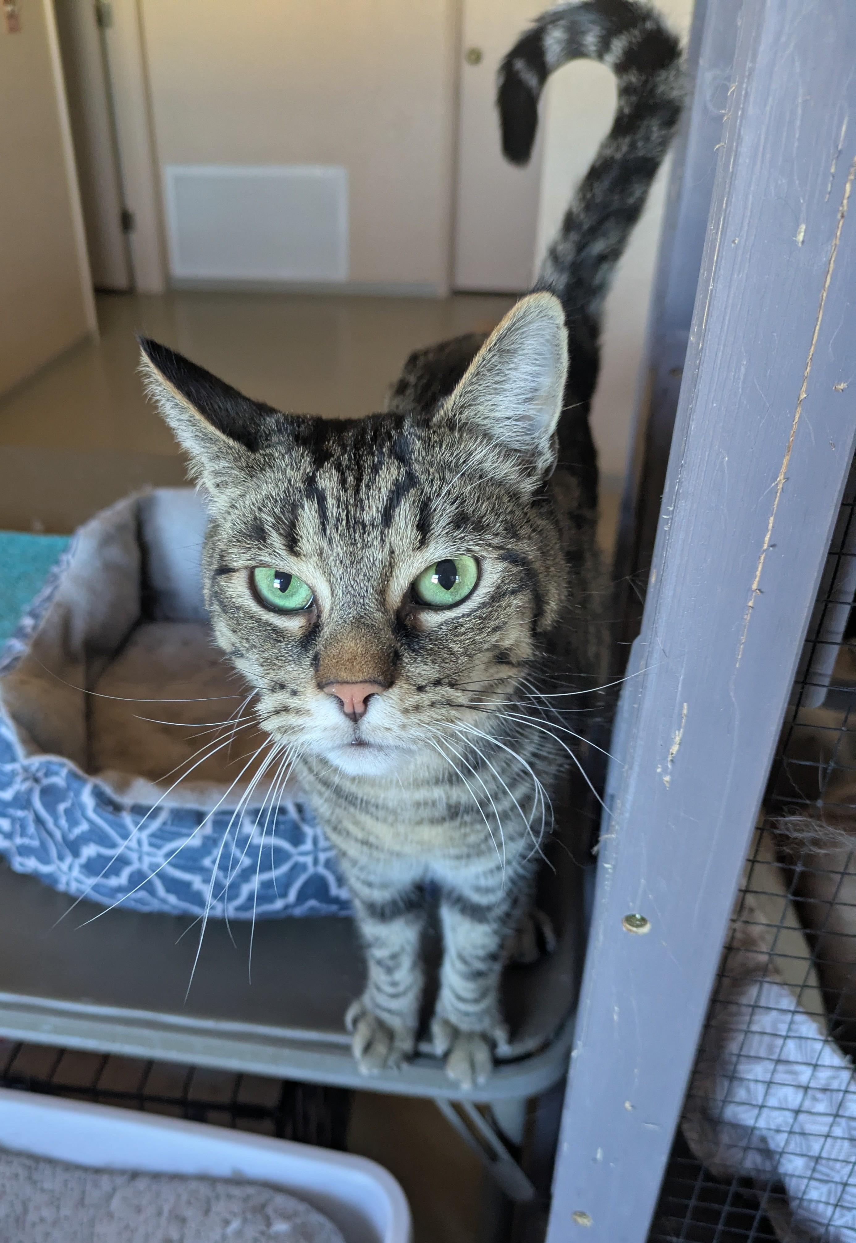 Enlarge Mikey, a ADOPTABLE Domestic Short Hair in Sonoita, AZ image 2/2