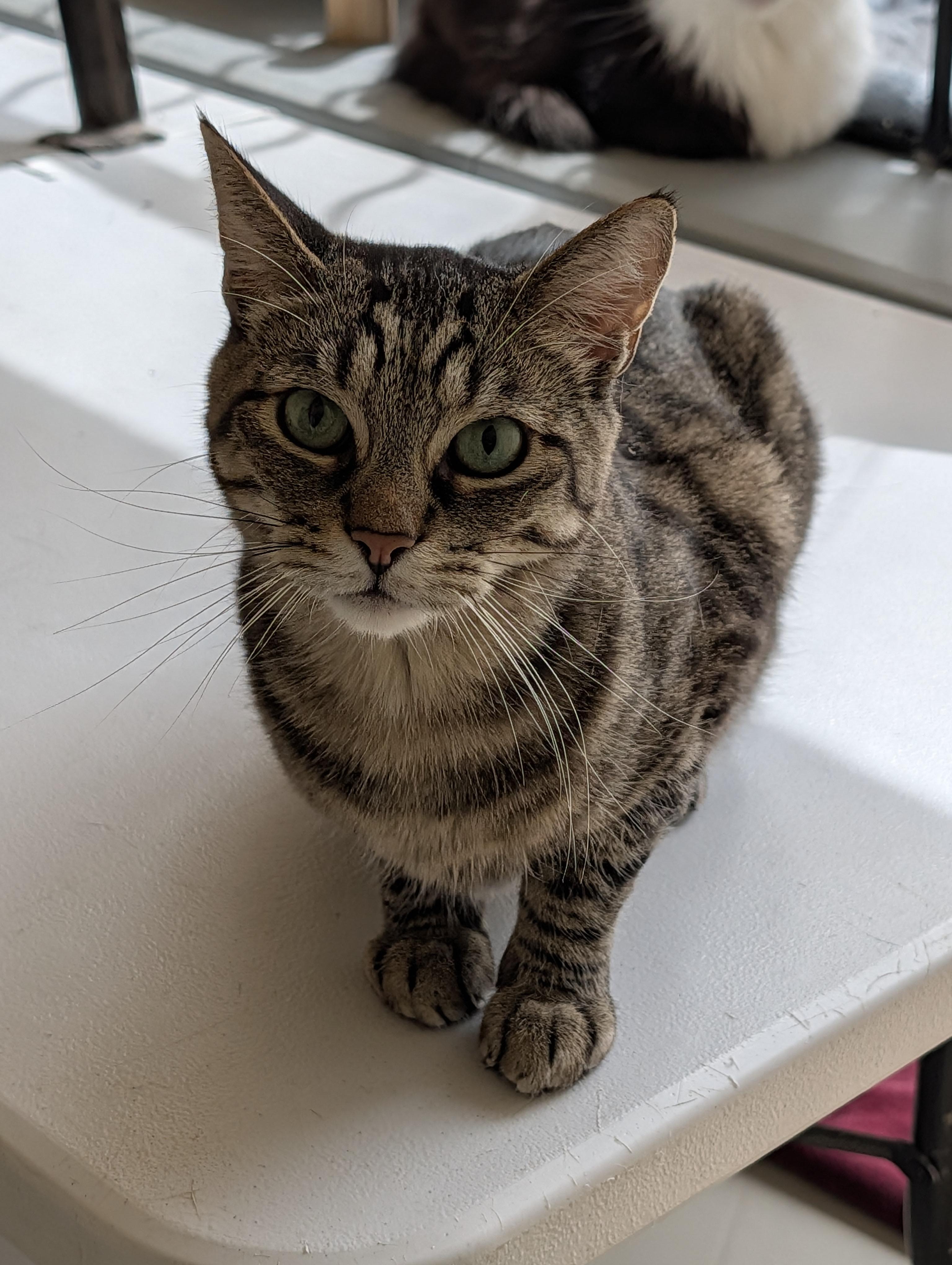 Enlarge Mikey, a Adoptable Domestic Short Hair in Sonoita, AZ image 1/5