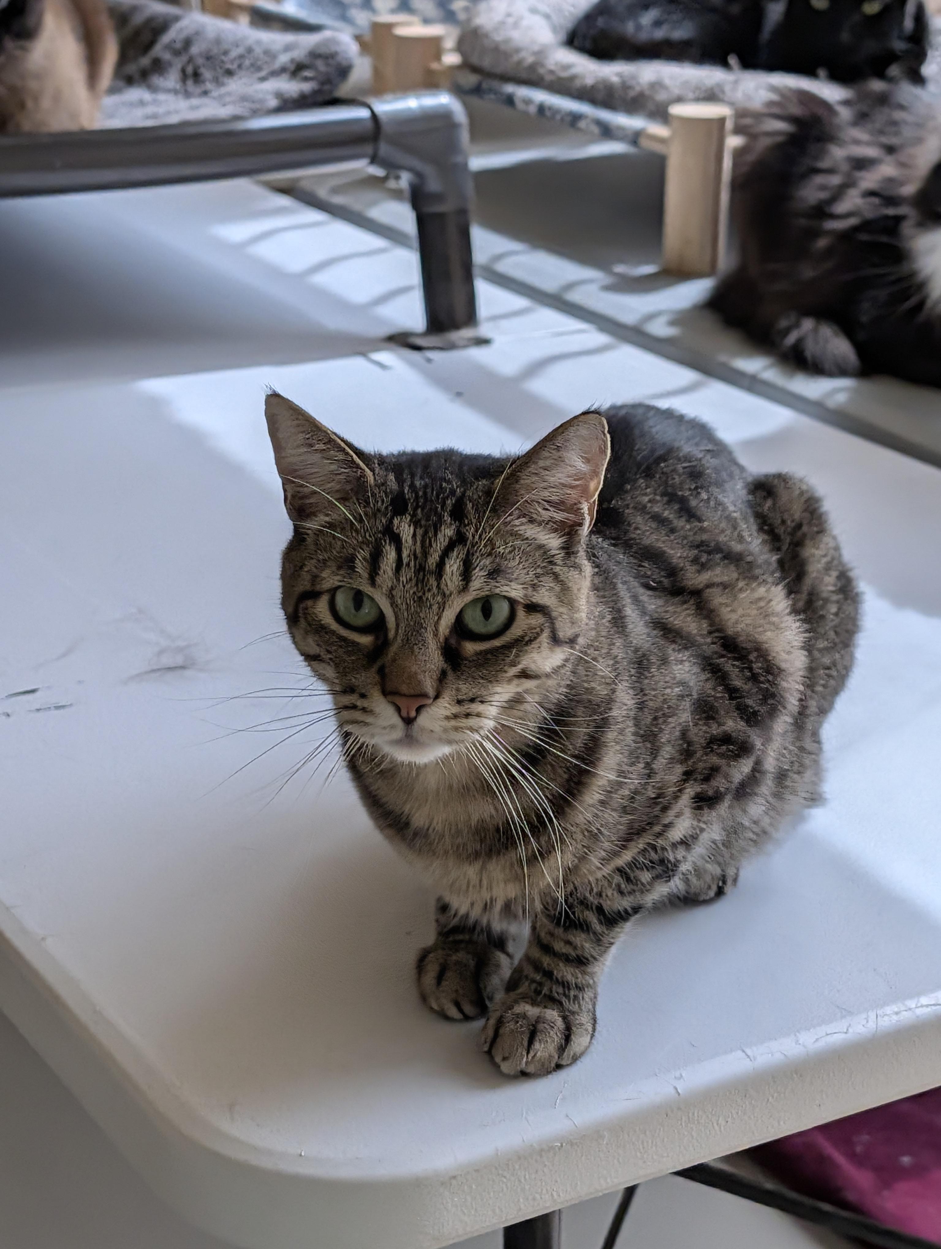 Enlarge Mikey, a Adoptable Domestic Short Hair in Sonoita, AZ image 4/5