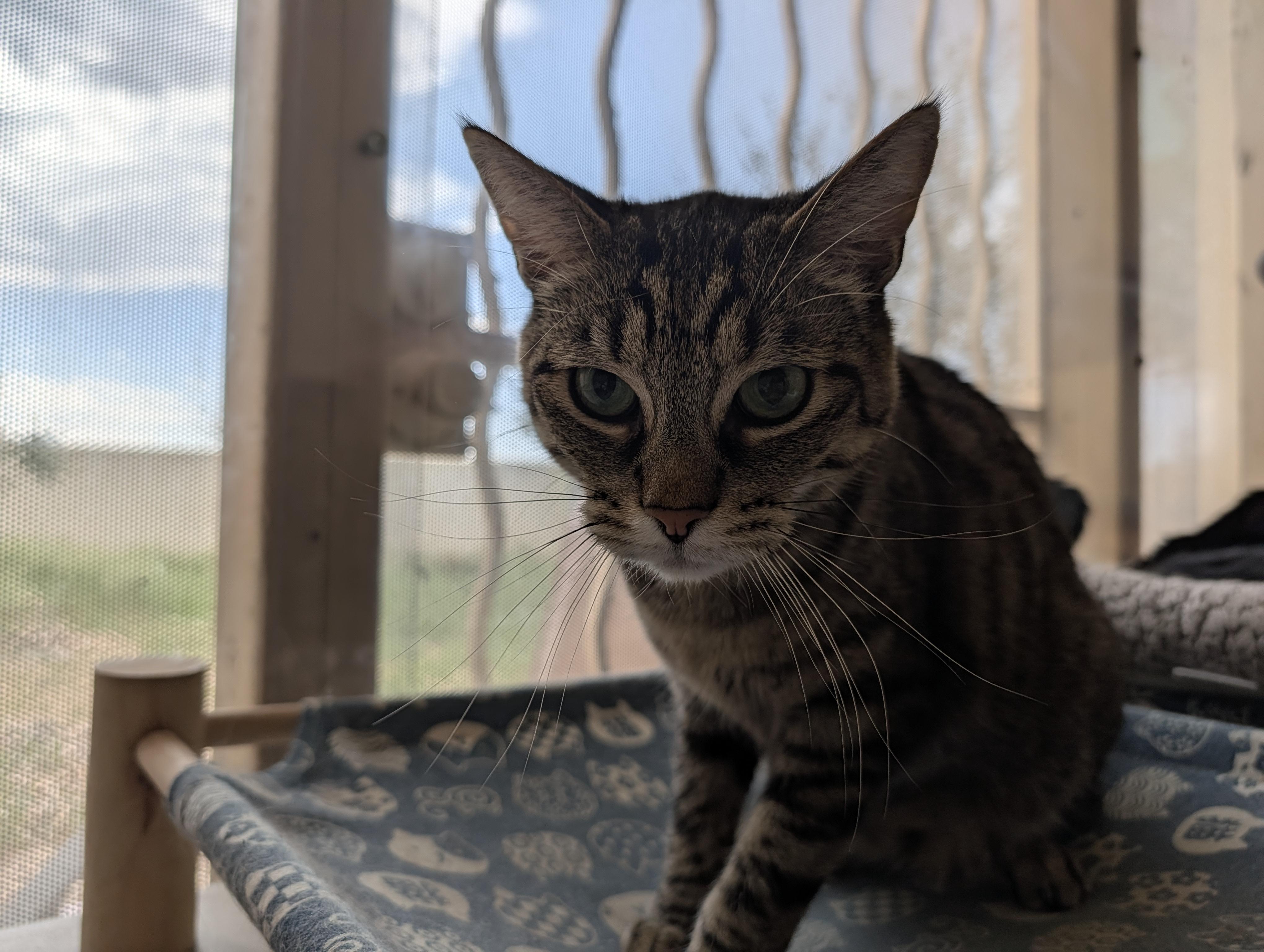 Enlarge Mikey, a Adoptable Domestic Short Hair in Sonoita, AZ image 3/5