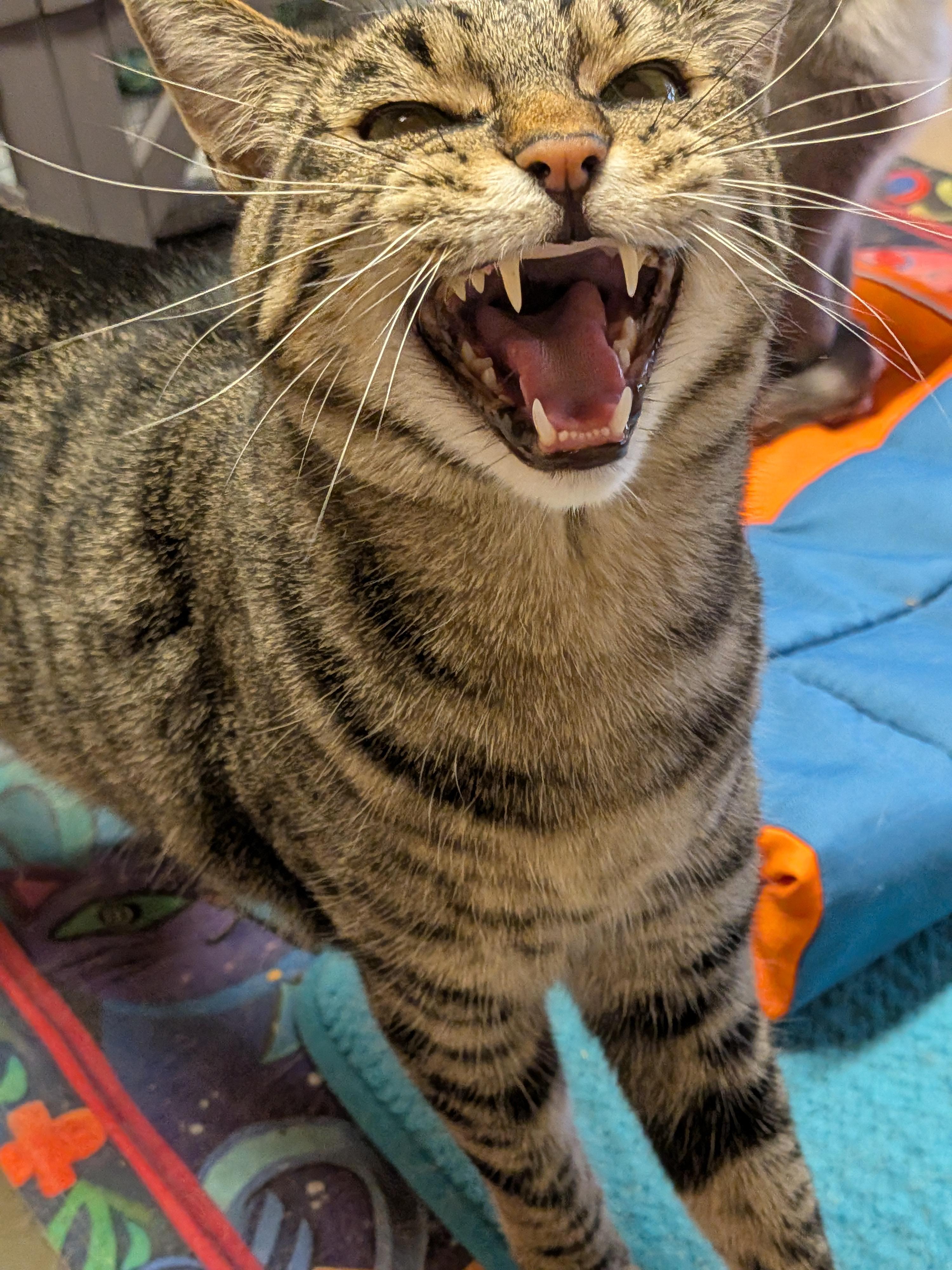 Enlarge Mikey, a ADOPTABLE Domestic Short Hair in Sonoita, AZ image 1/2
