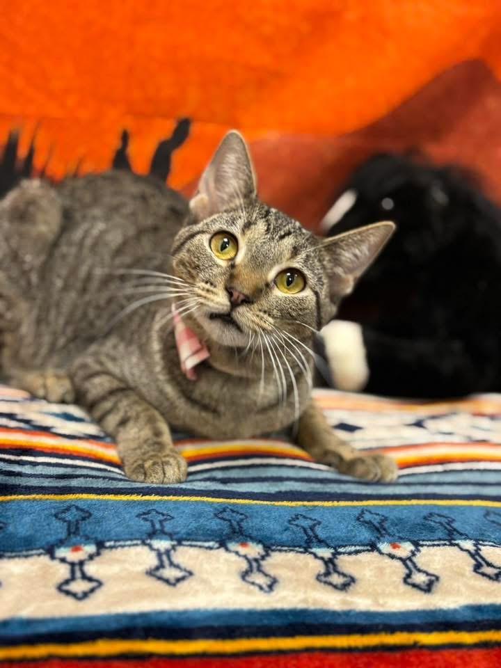 Enlarge Naomi, a ADOPTABLE Domestic Short Hair in Effingham, IL image 2/2