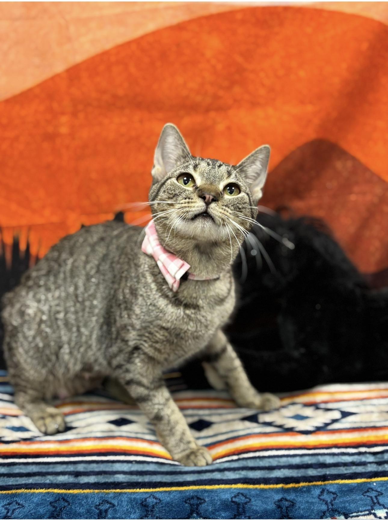 Naomi, ADOPTABLE, Adult Female Domestic Short Hair.
