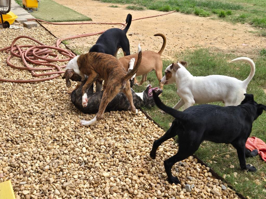 Dixie, Adoptable, Puppy Female Plott Hound.