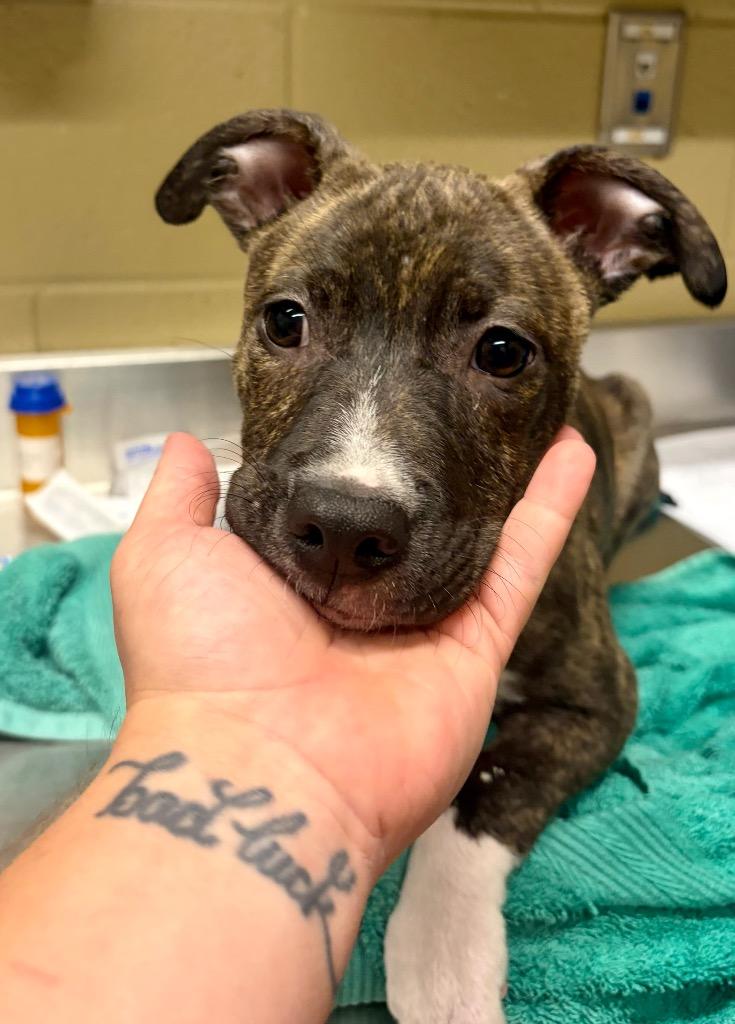 Enlarge Dixie, a Adoptable Plott Hound in Douglasville, GA image 2/3