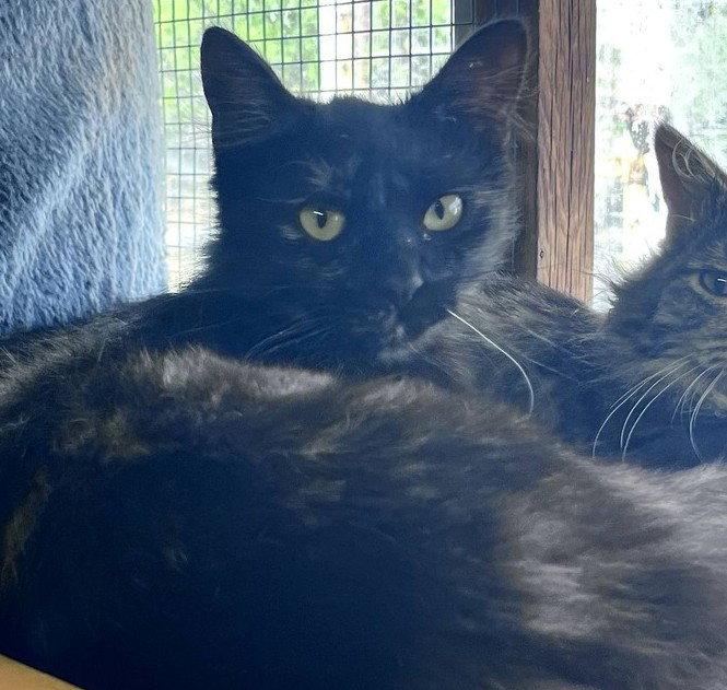 Sasha Grace, Adopted, Young Female Domestic Short Hair.