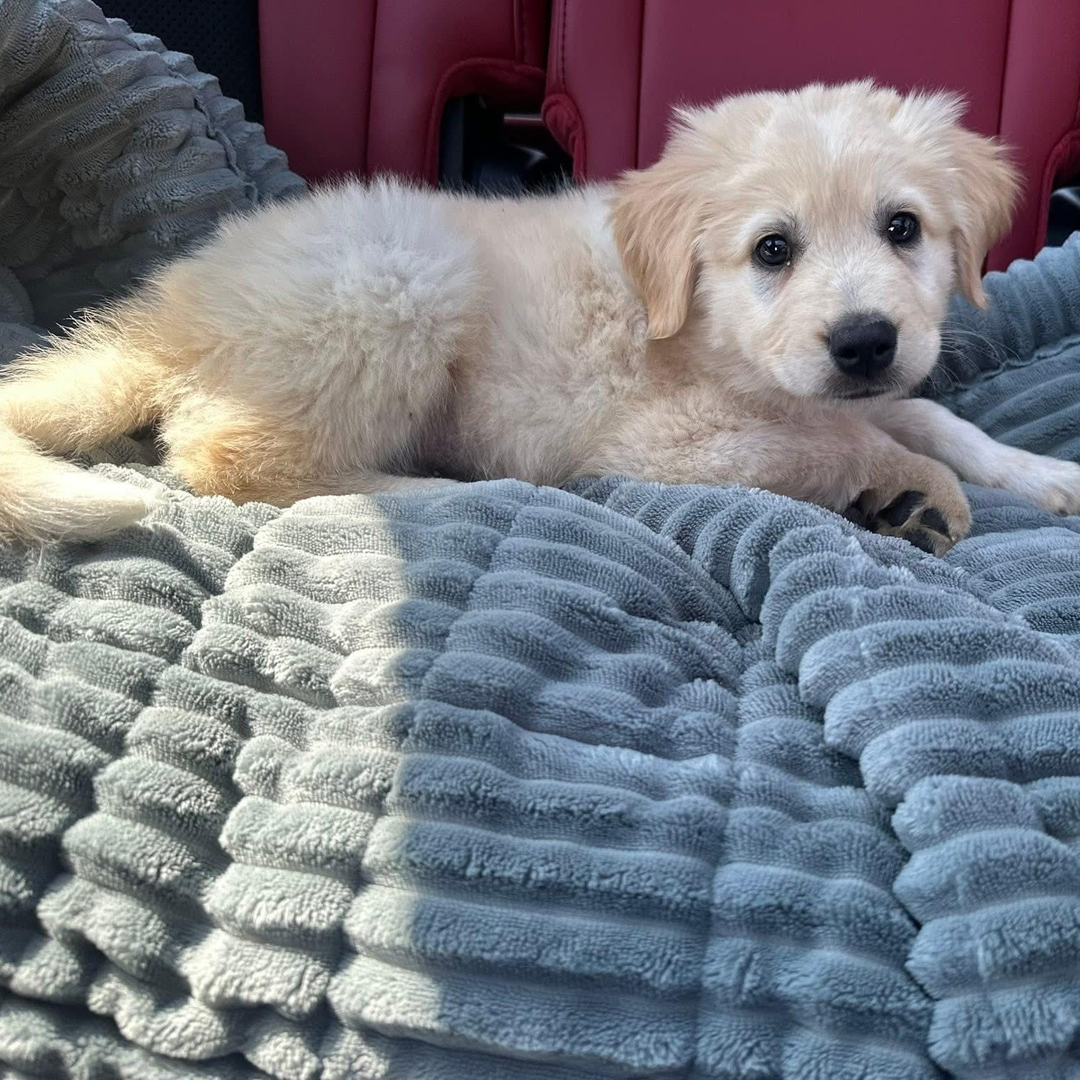 Enlarge Hook, a ADOPTABLE mixed breed in Yaphank, NY image 2/6