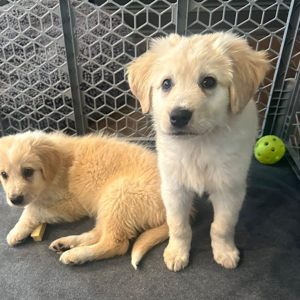 Enlarge Hook, a ADOPTABLE mixed breed in Yaphank, NY image 4/6