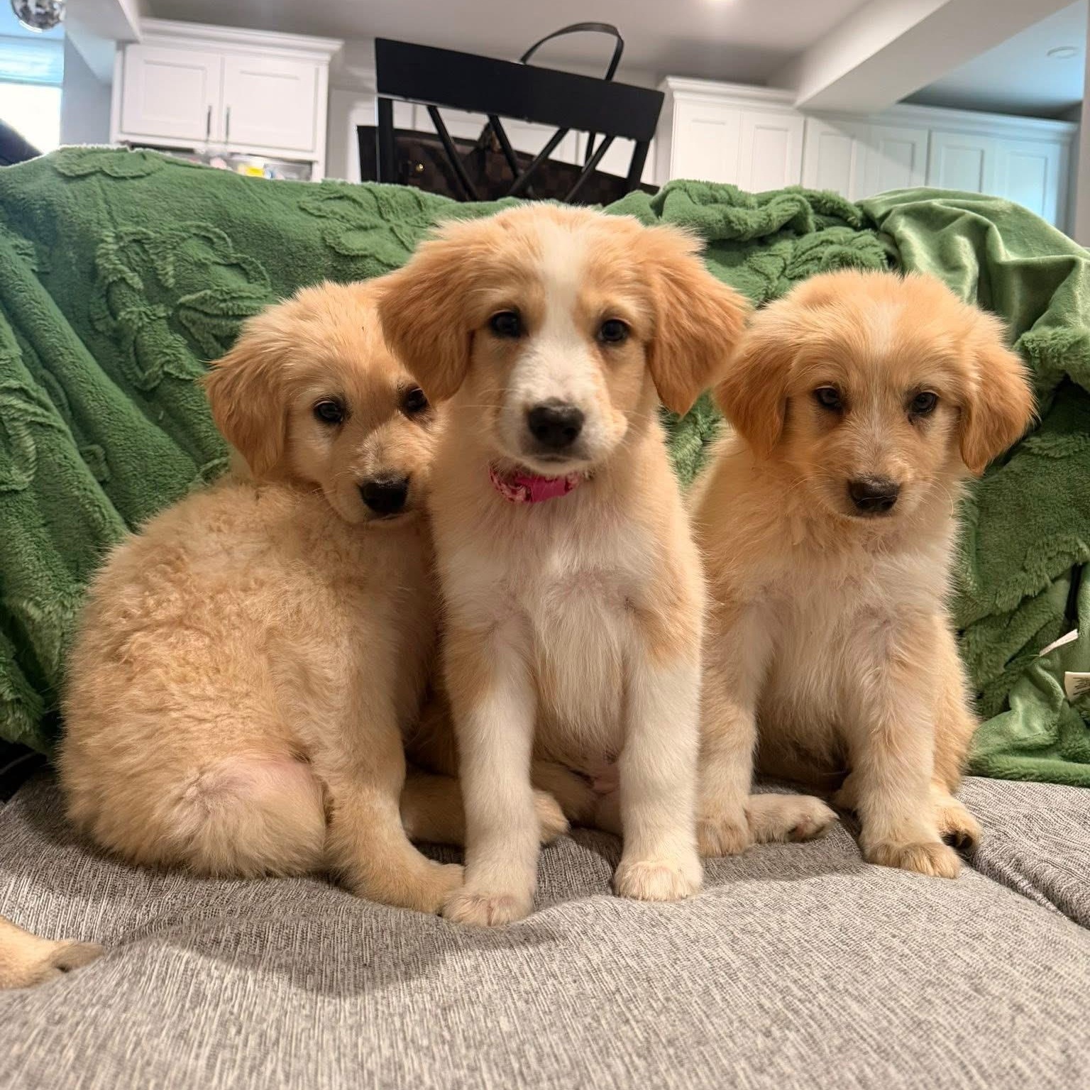 Enlarge Hook, a ADOPTABLE mixed breed in Yaphank, NY image 5/6