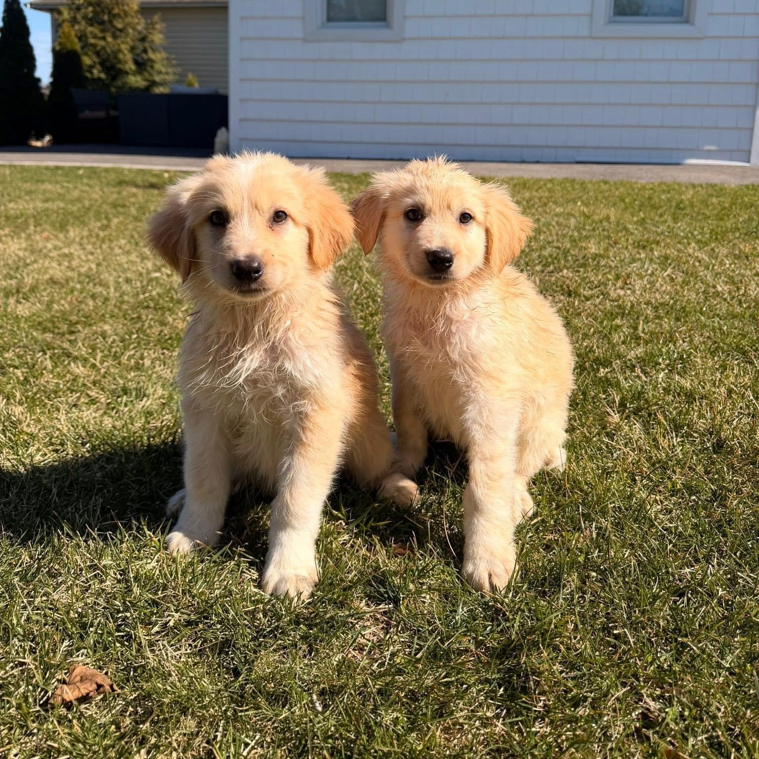 Enlarge Hook, a ADOPTABLE mixed breed in Yaphank, NY image 3/6