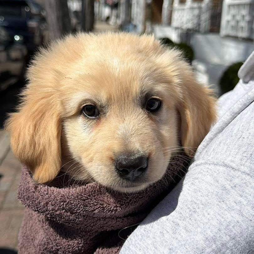 Enlarge Hook, a ADOPTABLE mixed breed in Yaphank, NY image 6/6
