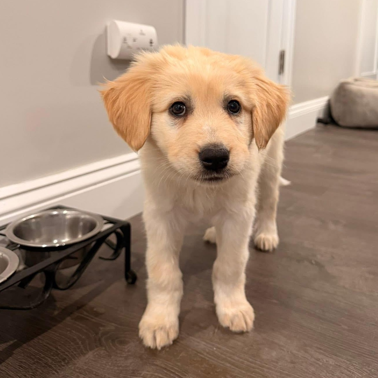 Hook, ADOPTABLE, Puppy Male Great Pyrenees.