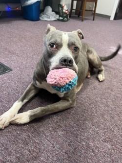 Enlarge Gimli, a ADOPTABLE Pit Bull Terrier in Woodbine, GA image 2/2
