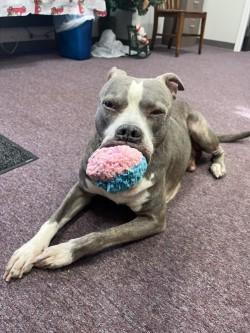 Enlarge Gimli, a ADOPTABLE Pit Bull Terrier in Woodbine, GA image 1/2
