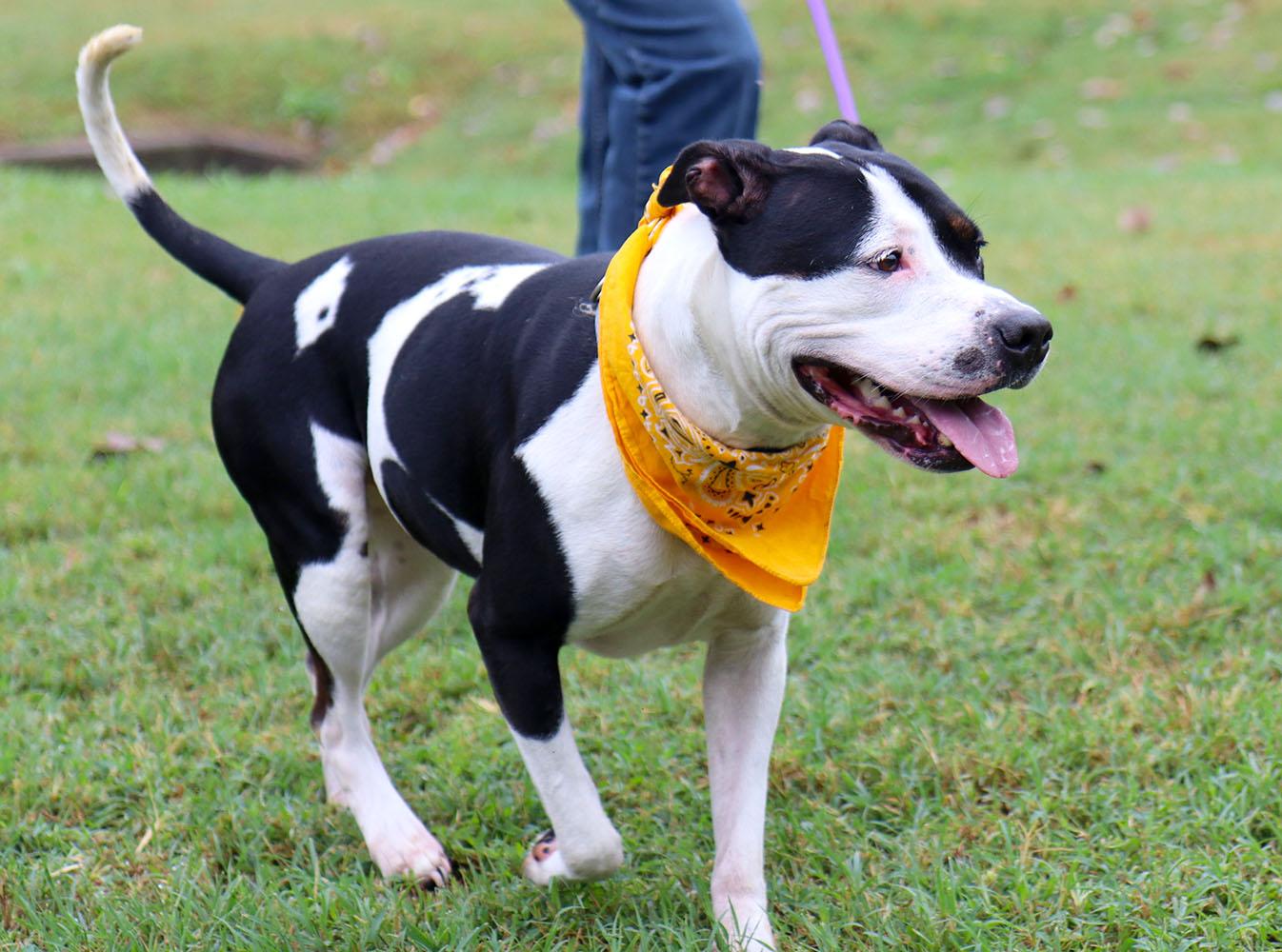 Enlarge Roxann (AO37717), a Adoptable mixed breed in Kansas City, KS image 4/6