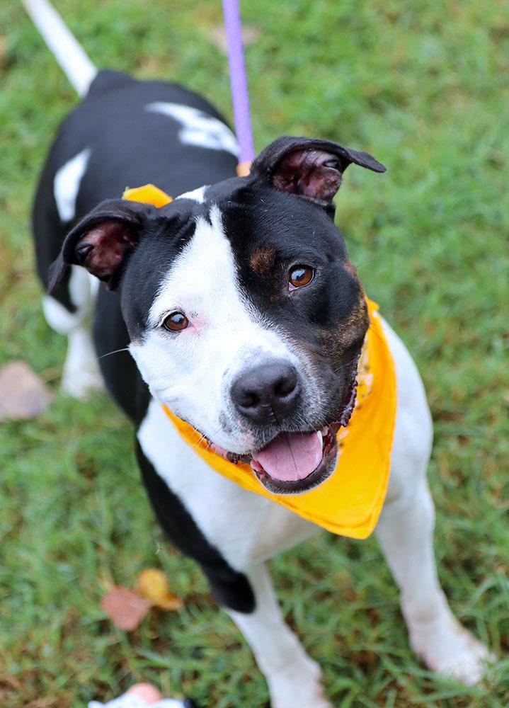 Enlarge Roxann (AO37717), a Adoptable mixed breed in Kansas City, KS image 3/6
