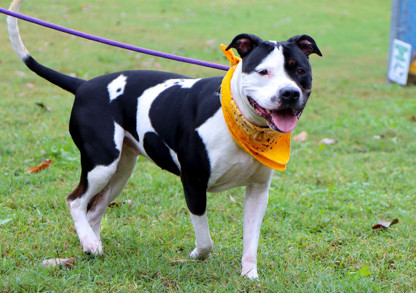 Enlarge Roxann (AO37717), a Adoptable mixed breed in Kansas City, KS image 2/6