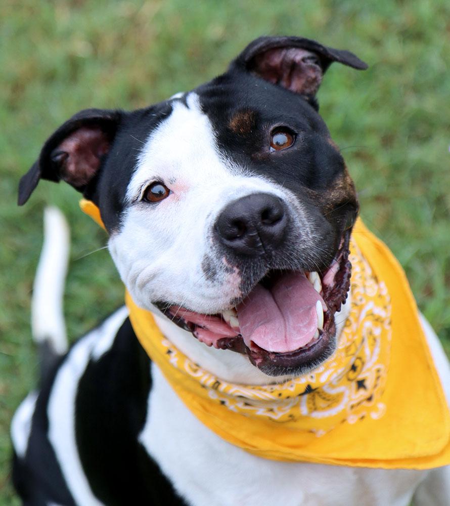 Enlarge Roxann (AO37717), a Adoptable mixed breed in Kansas City, KS image 1/6