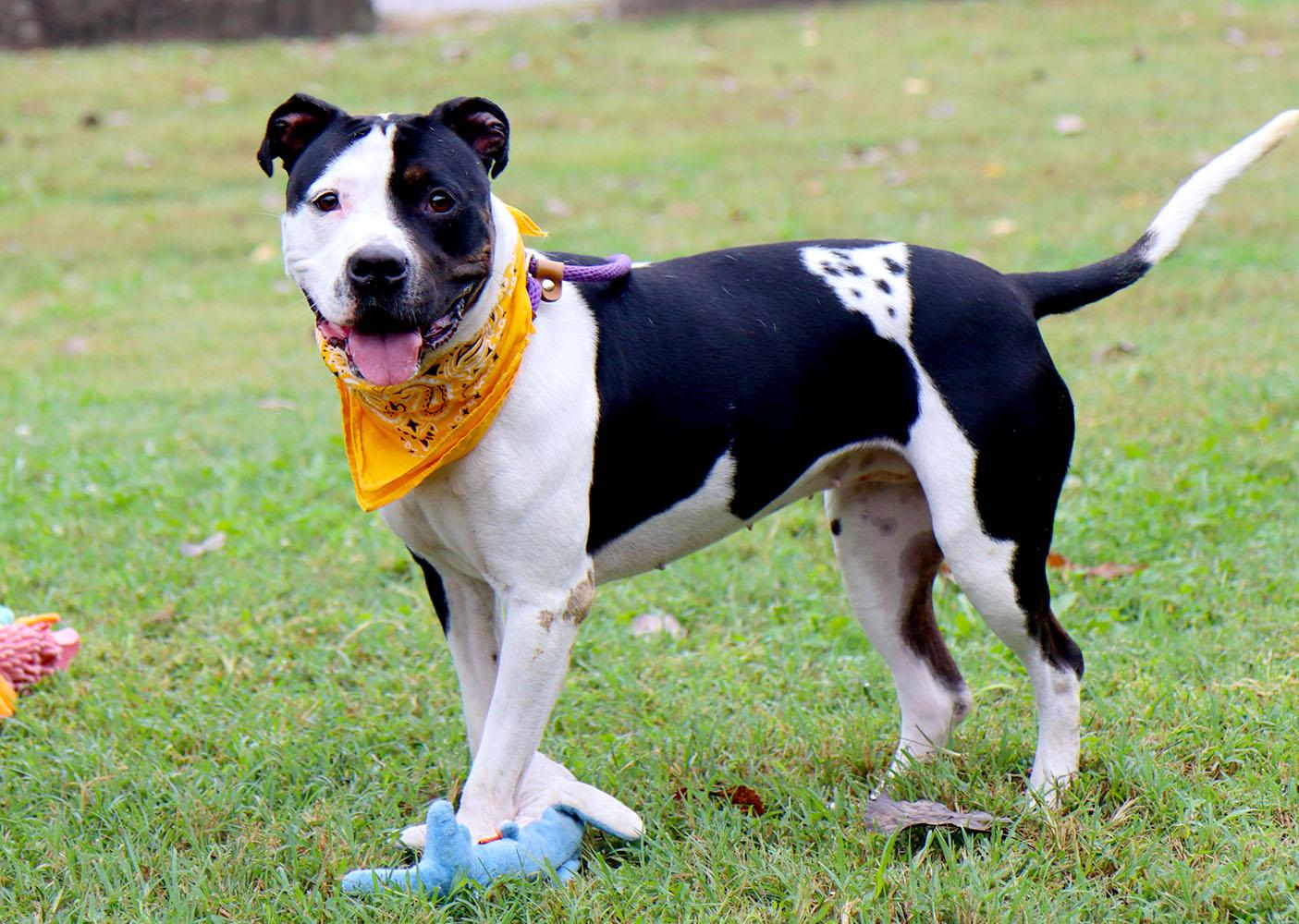 Enlarge Roxann (AO37717), a Adoptable mixed breed in Kansas City, KS image 5/6
