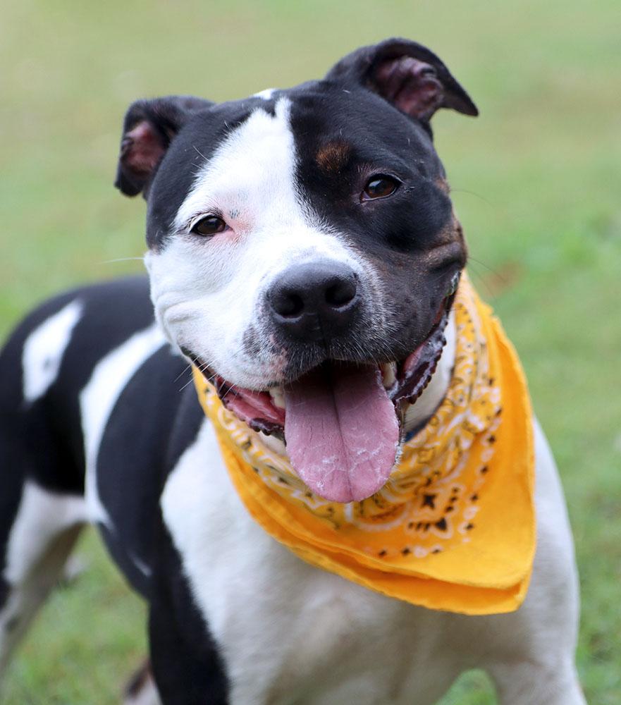 Enlarge Roxann (AO37717), a Adoptable mixed breed in Kansas City, KS image 6/6