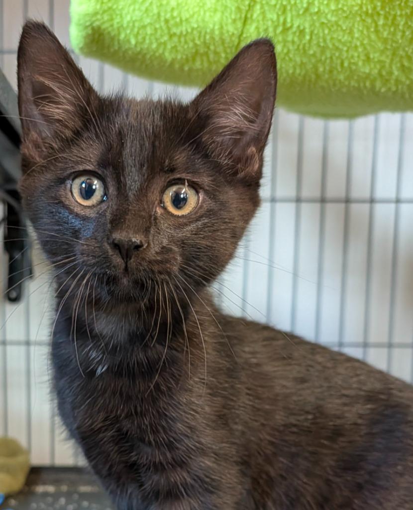 Rita Mae, Adoptable, Kitten Female Domestic Short Hair.