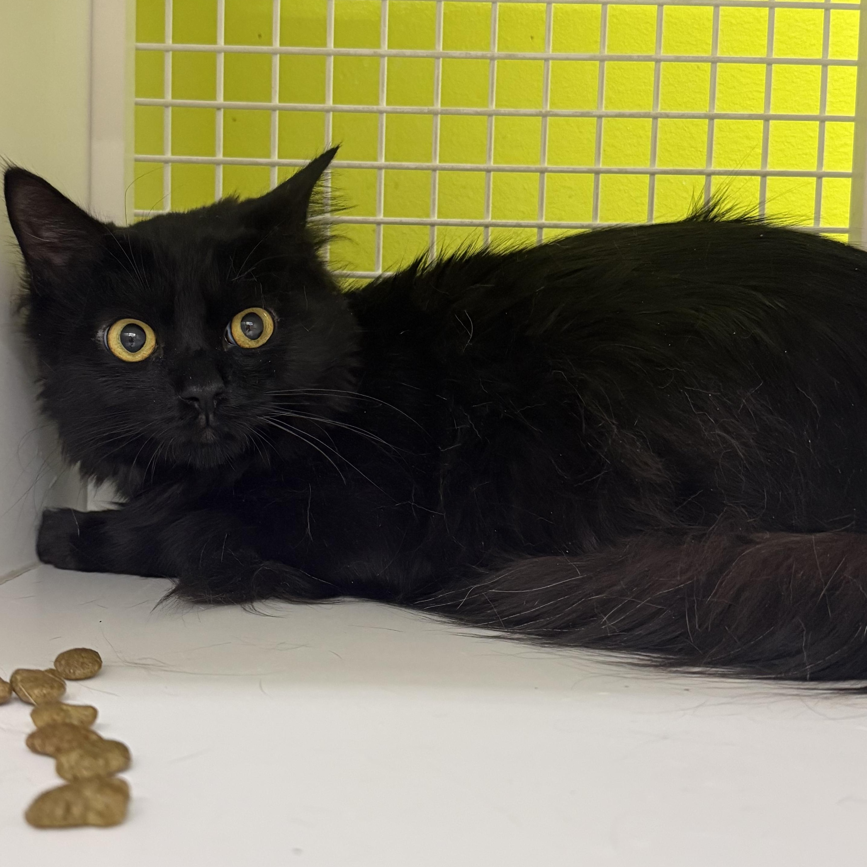 Enlarge Pooh Bear, a ADOPTABLE mixed breed in Brentwood, CA image 3/3