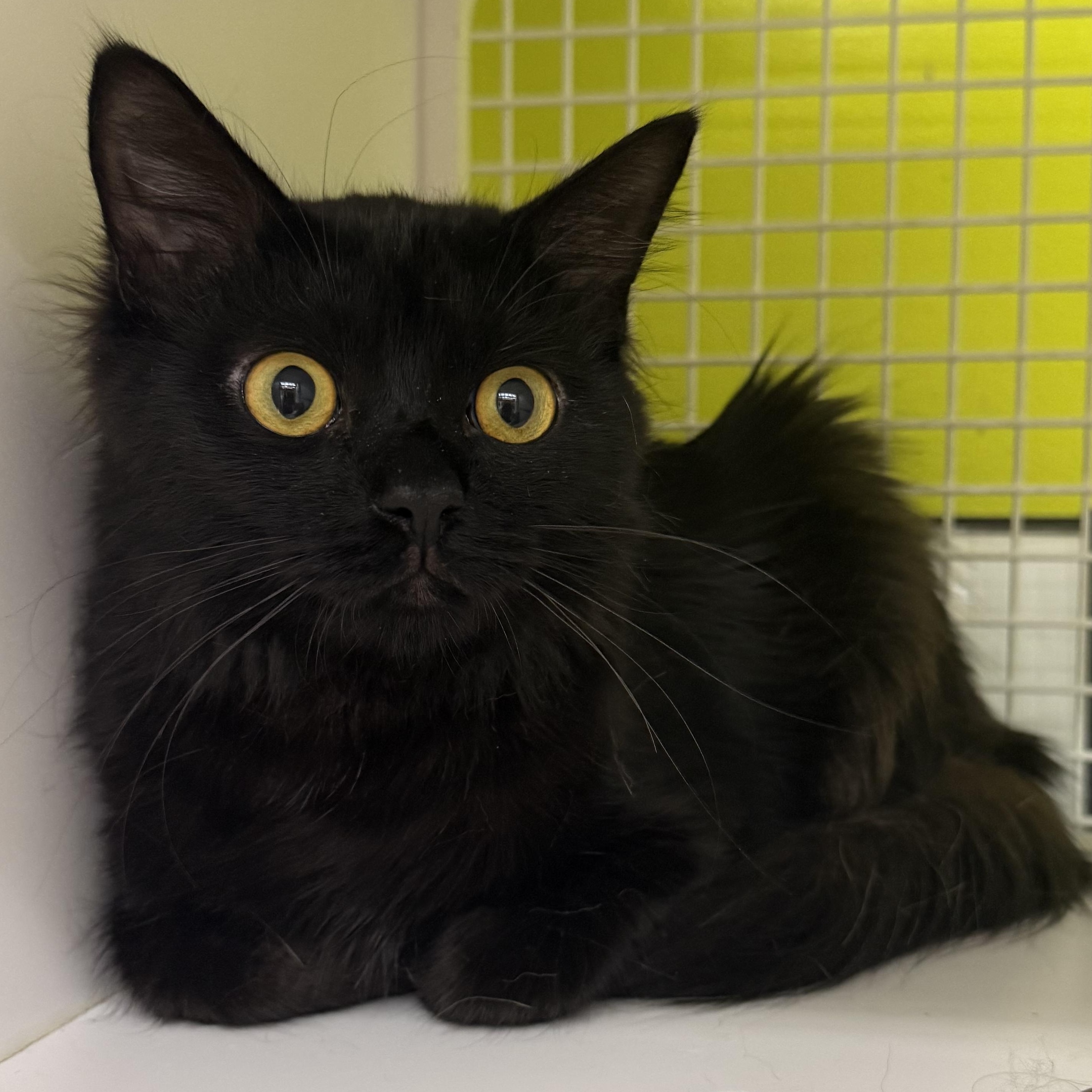 Enlarge Pooh Bear, a ADOPTABLE mixed breed in Brentwood, CA image 1/3