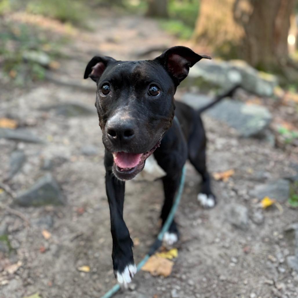 Binky, a Adoptable Mixed Breed in Allentown, PA image 1/3