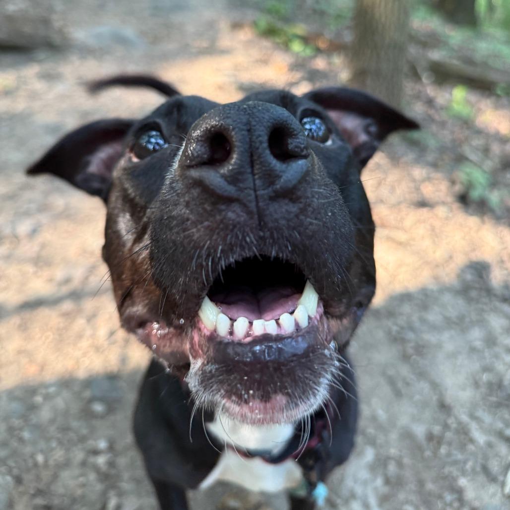 Binky, a Adoptable Mixed Breed in Allentown, PA image 2/3