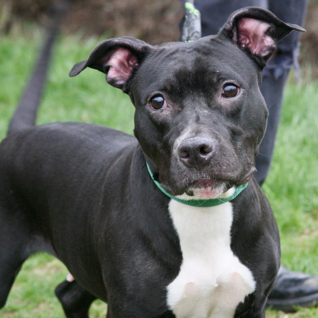 Binky, a Adoptable Mixed Breed in Allentown, PA image 3/3