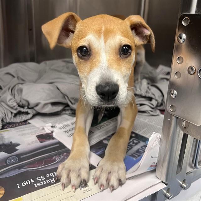 Enlarge JEMMA, a Adoptable mixed breed in Saint Louis, MO image 1/1