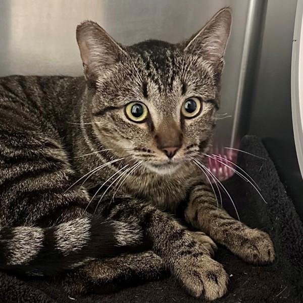 Cuba Libre, Adoptable, Young Male Domestic Short Hair.