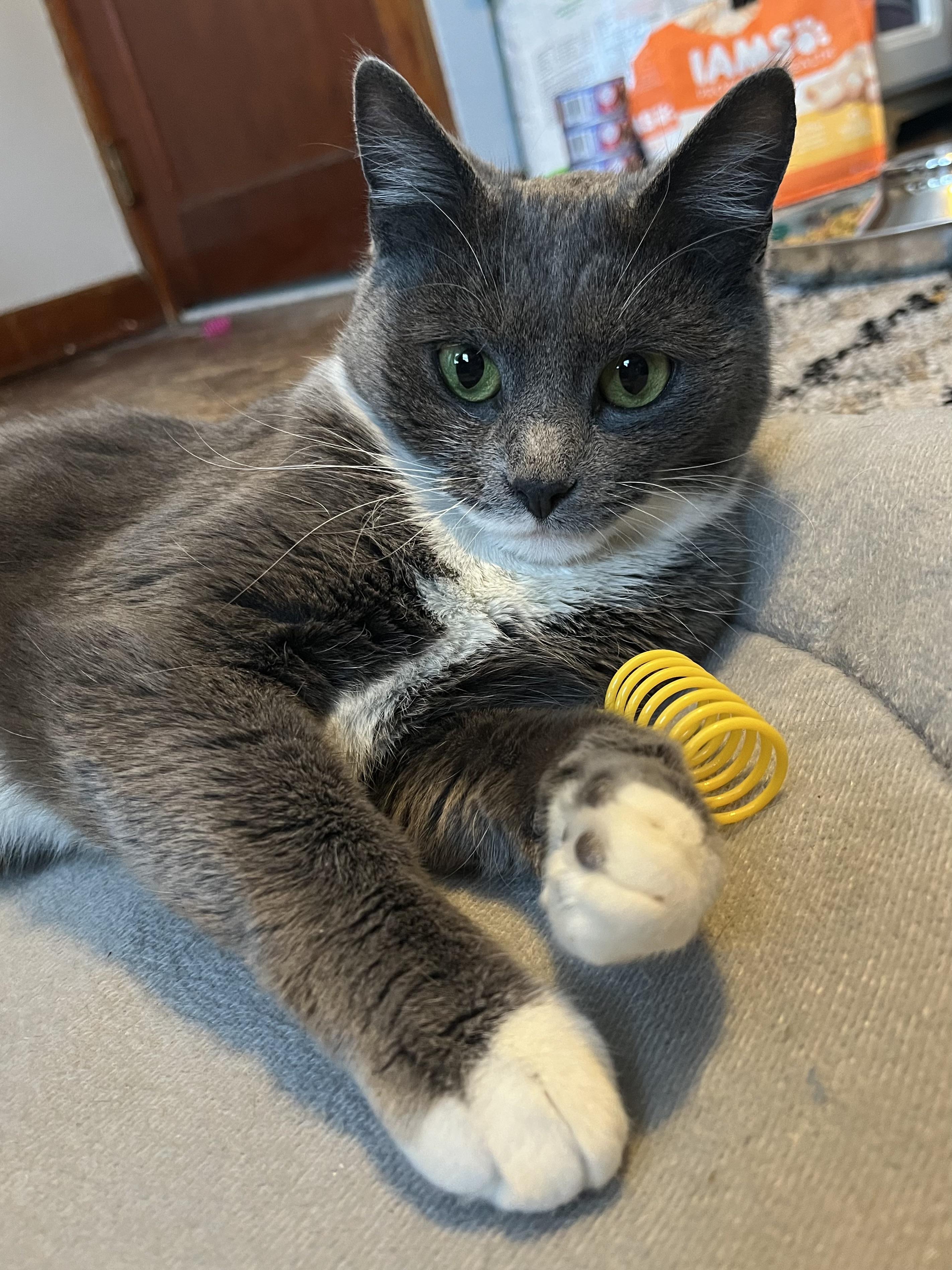 Caitlyn, adopted, Young Female Domestic Short Hair.