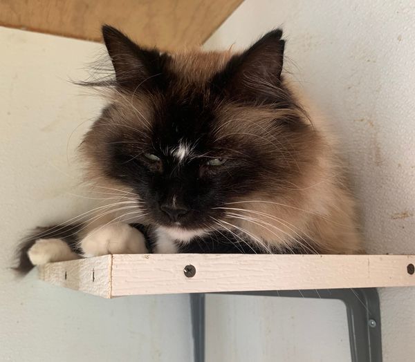 MOCCA, a Adoptable mixed breed in Surrey, BC image 2/2