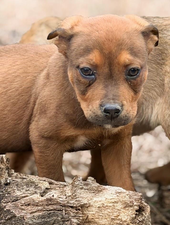 BANDIT — thumbnail 2