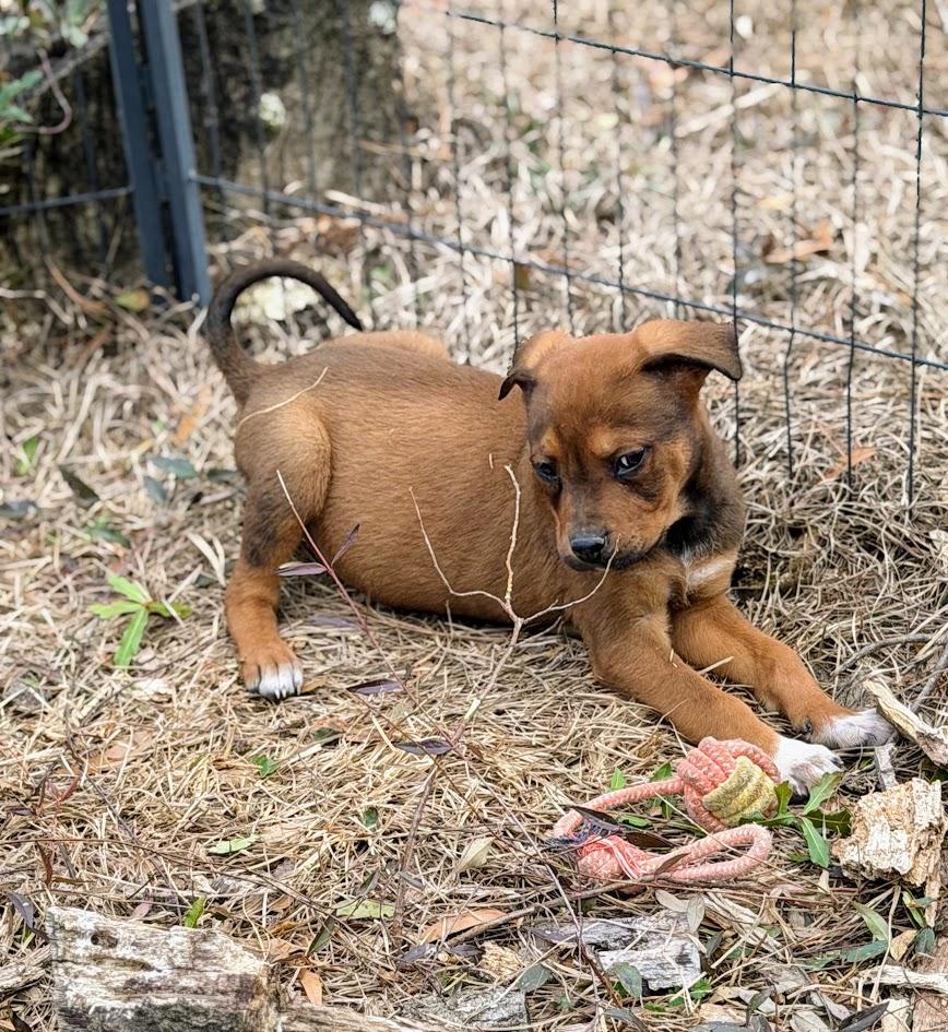 BANDIT — thumbnail 5