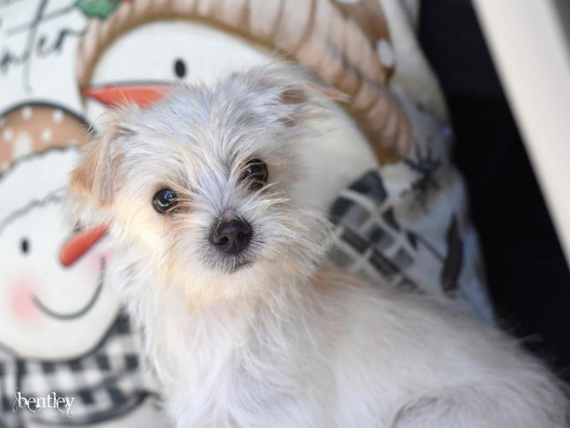 Enlarge Bentley, a Adopted Chihuahua in Montgomery, TX image 1/3