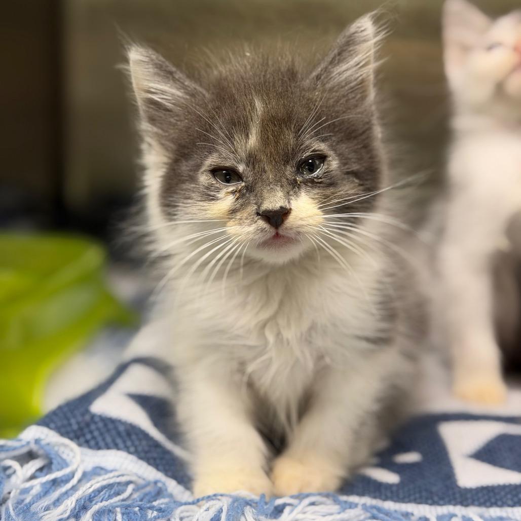 Gunmetal, Adoptable, Kitten Female Domestic Medium Hair.