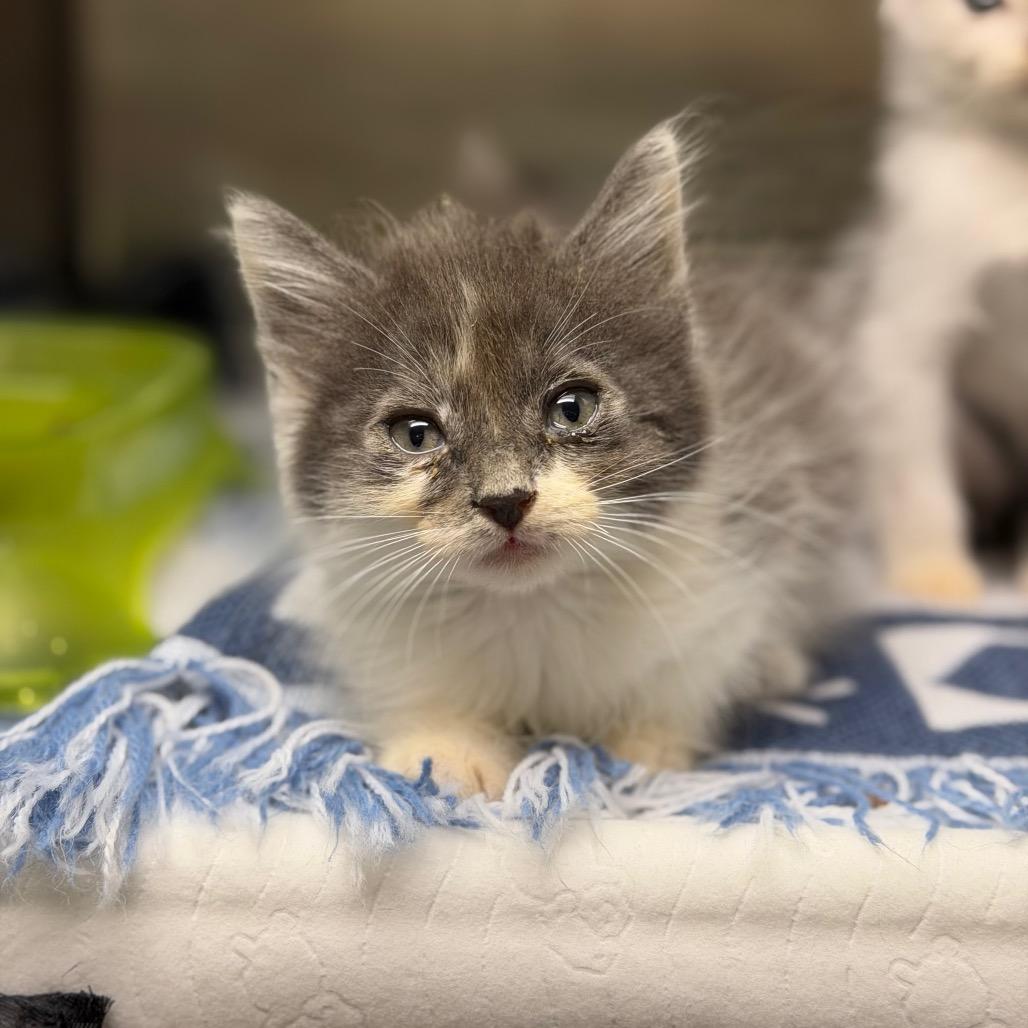 Enlarge Gunmetal, a Adoptable Domestic Medium Hair in Fort Smith, AR image 2/3
