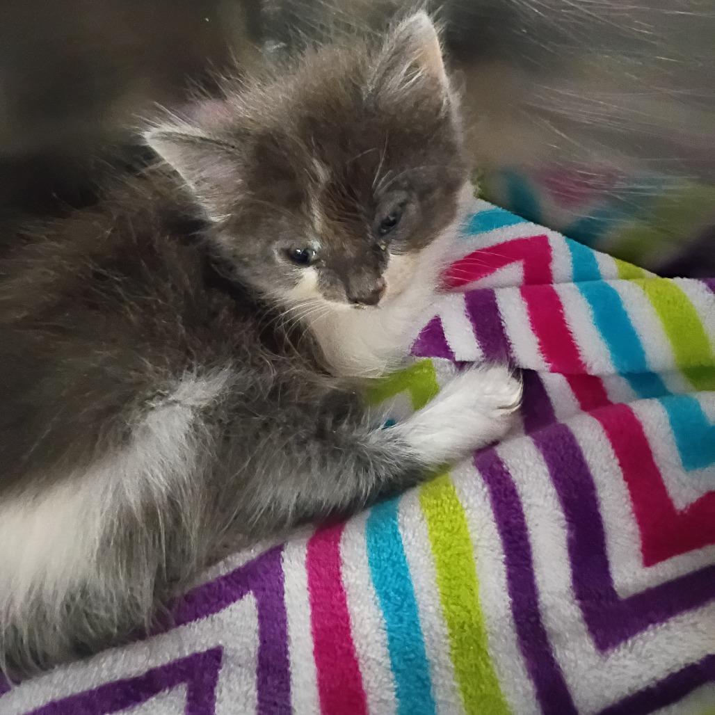 Enlarge Gunmetal, a Adoptable Domestic Medium Hair in Fort Smith, AR image 3/3